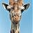 GIRAFF